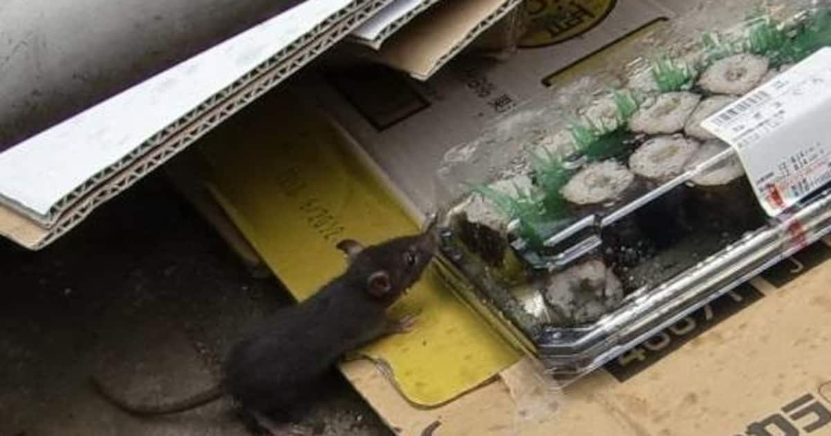 都会のネズミの相談件数が倍増、繁華街ではごみに群がる　自治体対策進めるも追いつかず - 産経ニュース