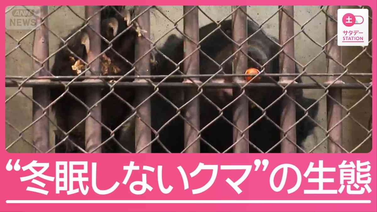 “冬眠しないクマ” 各地で出現の懸念「食べ続ければ…」知られざる生態を観察