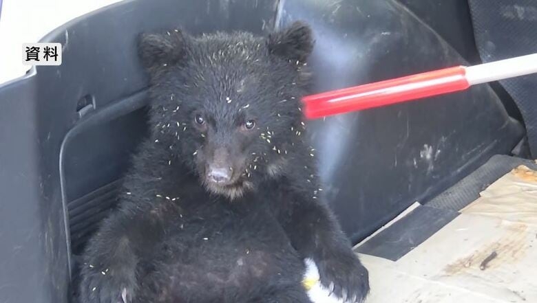 子グマを市の職員が網で捕獲 駅から約100mのやぶで発見 麻酔銃で眠らせ山の中で放獣へ 体長約50cm 長野・大町市