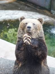 「クマに襲われたら頭蓋骨は粉々、顔も半分なくなる」“お前のところにクマ送る”発言の佐竹前秋田県知事独白40分「擁護派からの電話なんて切って当たり前」「知事時代、2300頭は駆除した」