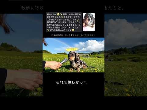 散歩に行けなくなった愛犬の願い。#ワン寿 #ワンジュ #pr