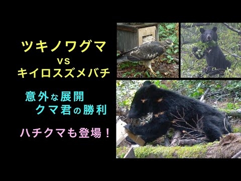 ツキノワグマ vs キイロスズメバチ　意外な展開　クマ君の勝利　ハチクマも登場