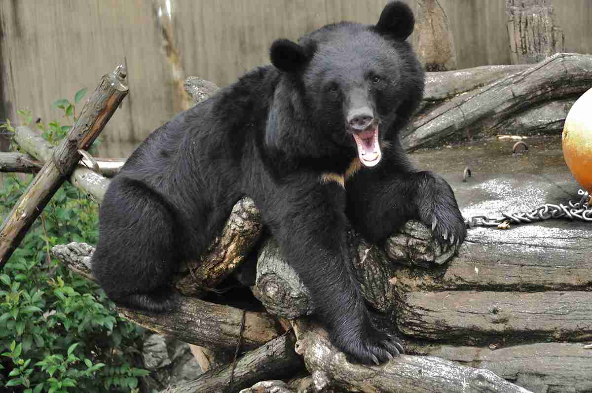 「会社をクビになるほど忙しい…」　クマハンター「副議長トラブル」当事者が明かす信じられない暴言　「怒りに任せて出動拒否しているのではない」（デイリー新潮） - Yahoo!ニュース