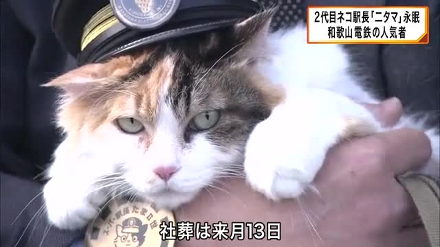 2代目のネコ駅長「ニタマ」永眠 和歌山電鉄の人気者 初代「たま駅長」の後を継ぎ貴志川線貴志駅の駅長就任 2022年「社長代理」に昇進し活躍続ける 社葬は来月13日 | ガールズちゃんねる - Girls Channel -