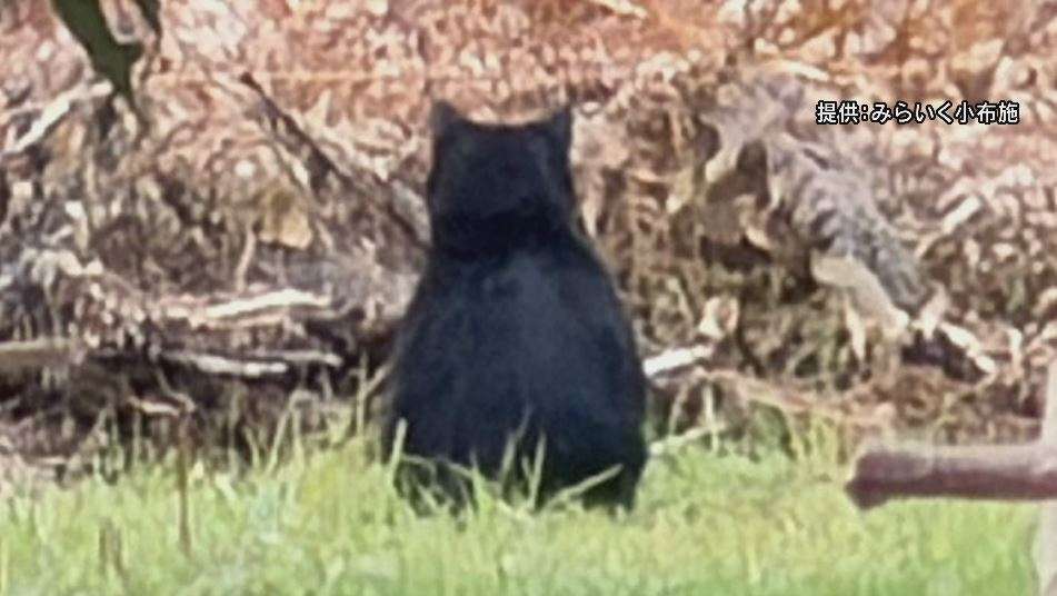 「クマさんがいる」散歩中の園児が目撃　保育施設の職員が撮影した写真には背中を向けたクマらしき動物　　（NBS長野放送） - Yahoo!ニュース