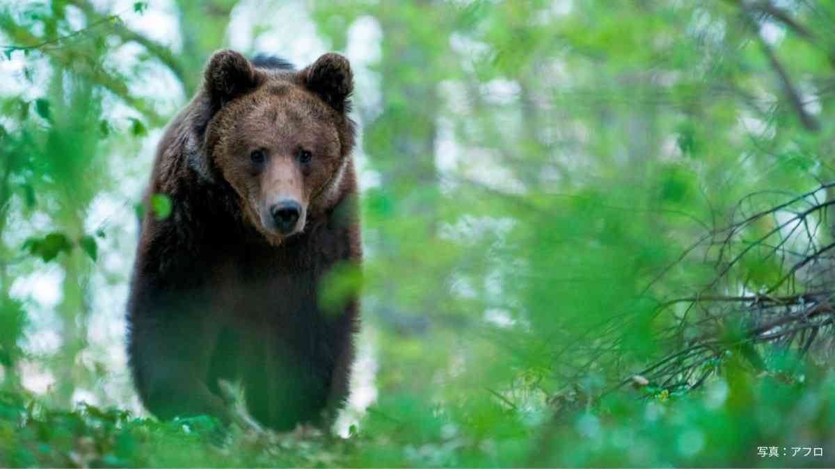 欧州でもクマ被害　同じ個体が再び襲撃…駆除数倍増の国も 保護団体は「予防策」訴え