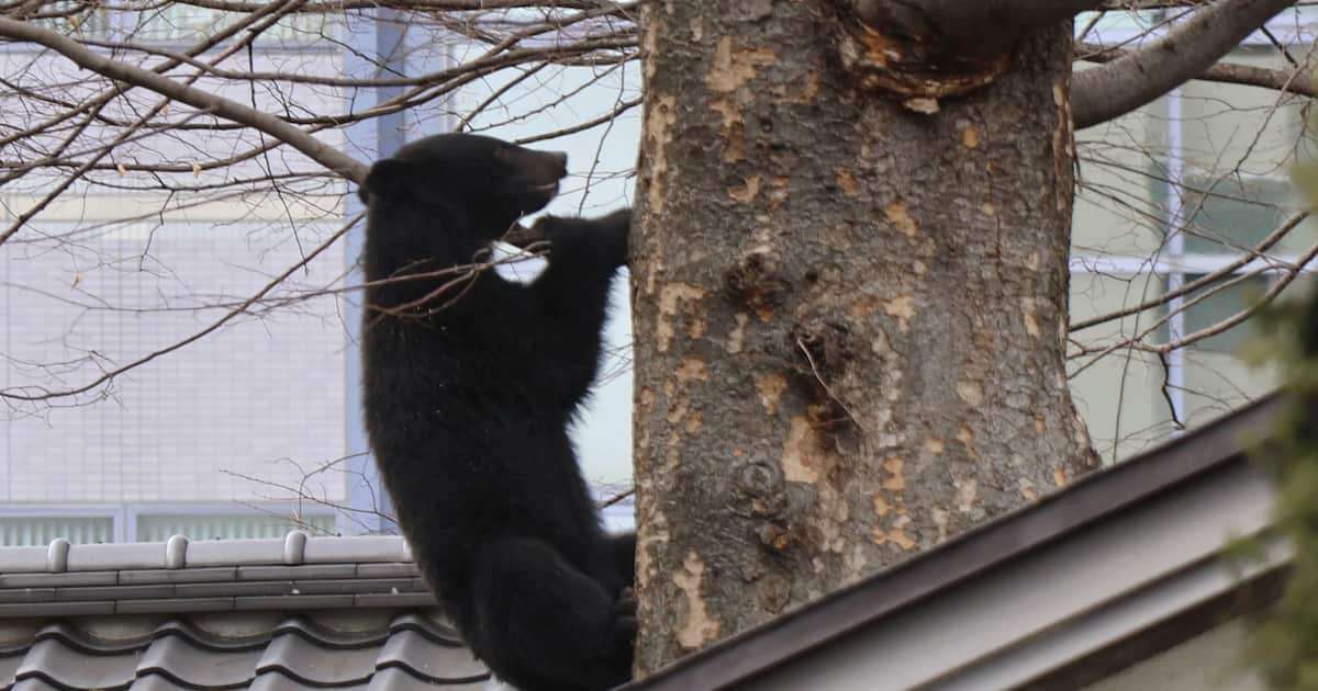 クマ・森保護団体にサイバー攻撃「破産手続き開始」と偽メール送信、駆除巡り誹謗中傷合戦 - 産経ニュース