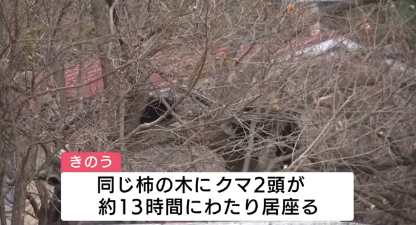 岩泉町でクマが前日と同じ柿の木に再び居座る、ライフル銃駆除プロジェクトチーム出動　盛岡市のホームセンター敷地内でクマ捕獲　岩手県