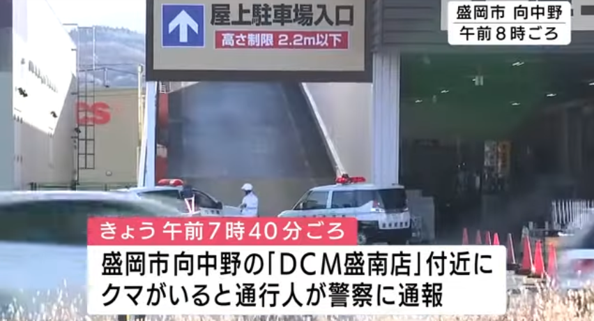 岩泉町でクマが前日と同じ柿の木に再び居座る、ライフル銃駆除プロジェクトチーム出動　盛岡市のホームセンター敷地内でクマ捕獲　岩手県