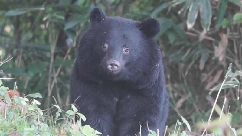 警察官によるライフル銃でのクマ駆除　11月13日から秋田・岩手県で開始へ（2025年11月6日掲載）｜日テレNEWS NNN