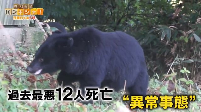 急増クマ被害“異常事態”　市民のため…過酷“クマハンター”知られざる活動に密着【バンキシャ！】（日テレNEWS NNN） - Yahoo!ニュース