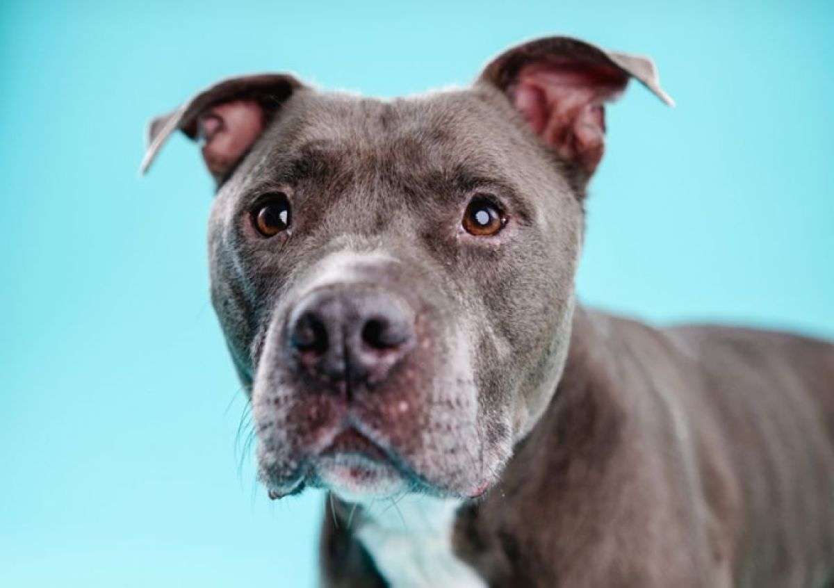 「犬種差別」に終止符。米メリーランド州で27年ぶりにピットブルの飼育が解禁 | カラパイア