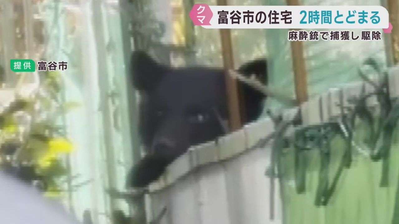 住宅街にクマがとどまる　麻酔銃で捕獲され駆除　宮城・富谷市 | khb東日本放送