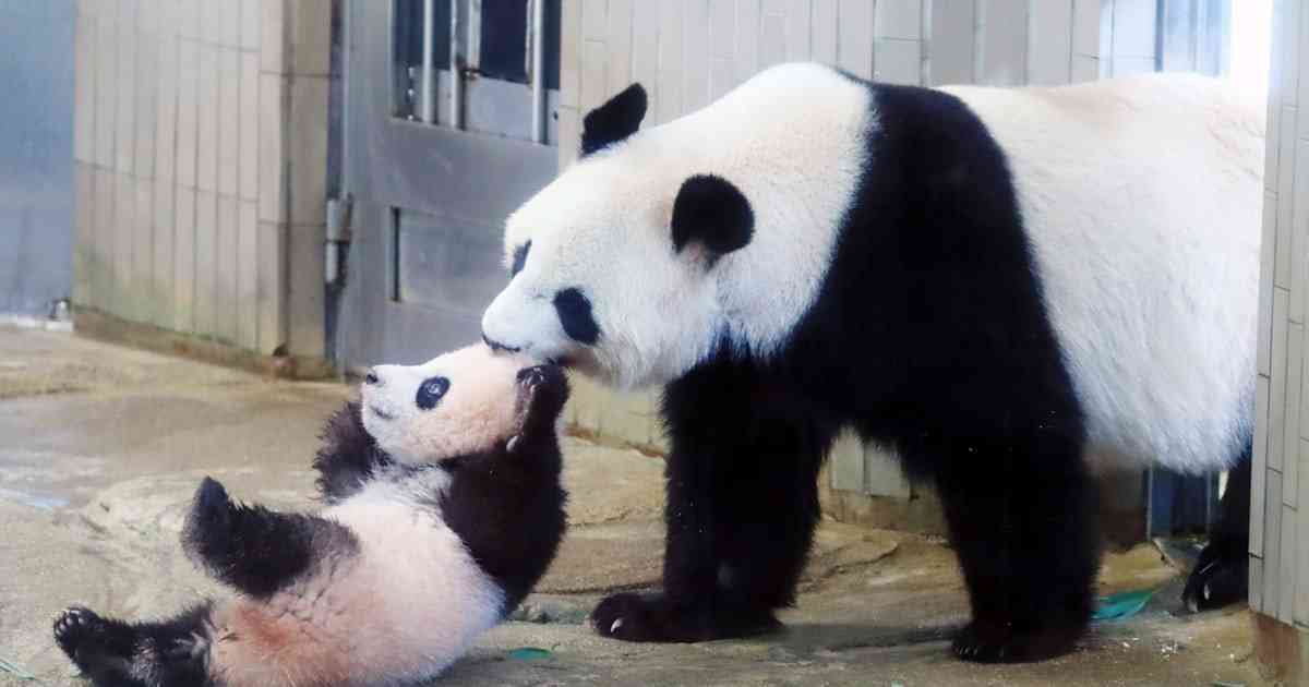 上野動物園のパンダ、中国に支払うレンタル料は - 日本経済新聞