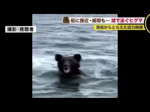 船に接近・威嚇も…湖で泳ぐヒグマ 漁船からとらえた迫力映像「個体数増加」の指摘も (21/01/04 19:35)