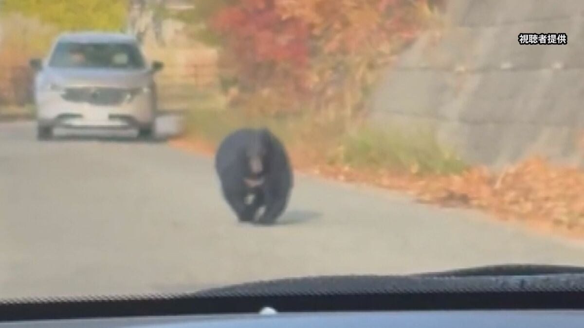クマの目撃相次ぐ秋田市　影響は経済にも…商店街には客が激減「忘年会の問い合わせすらない まるでコロナ禍」 | TBS NEWS DIG
