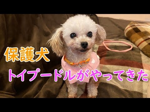 トイプードルの保護犬が我が家にやってきた