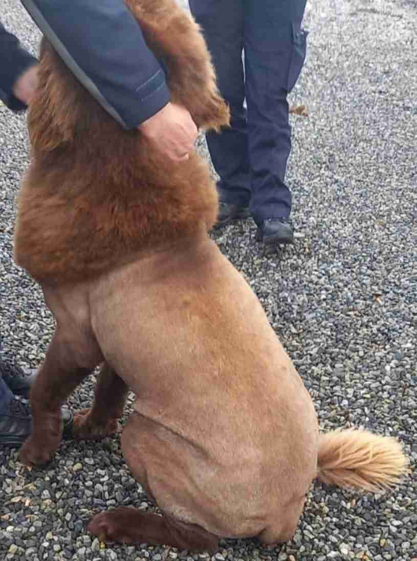 「ライオン脱走」投稿がネットで拡散⇒たてがみ風に毛を刈られた犬だった　専門家「剃毛は推奨されない」との指摘も