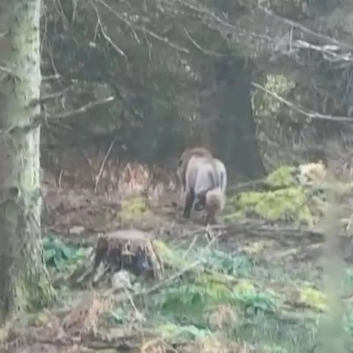 「ライオン脱走」投稿がネットで拡散⇒たてがみ風に毛を刈られた犬だった　専門家「剃毛は推奨されない」との指摘も