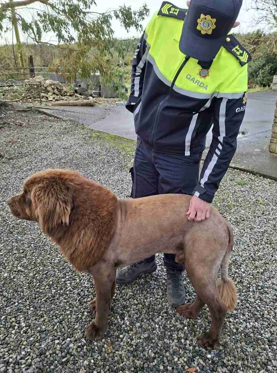 「ライオン脱走」投稿がネットで拡散⇒たてがみ風に毛を刈られた犬だった　専門家「剃毛は推奨されない」との指摘も