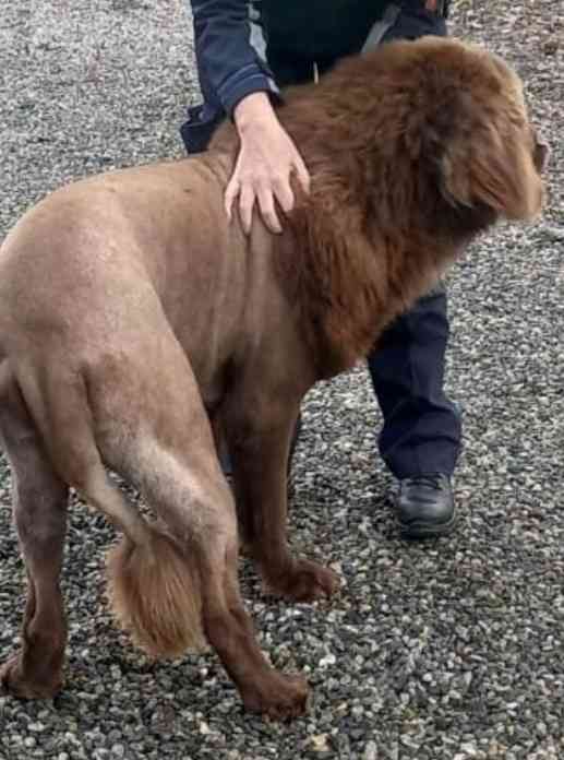 「ライオン脱走」投稿がネットで拡散⇒たてがみ風に毛を刈られた犬だった　専門家「剃毛は推奨されない」との指摘も