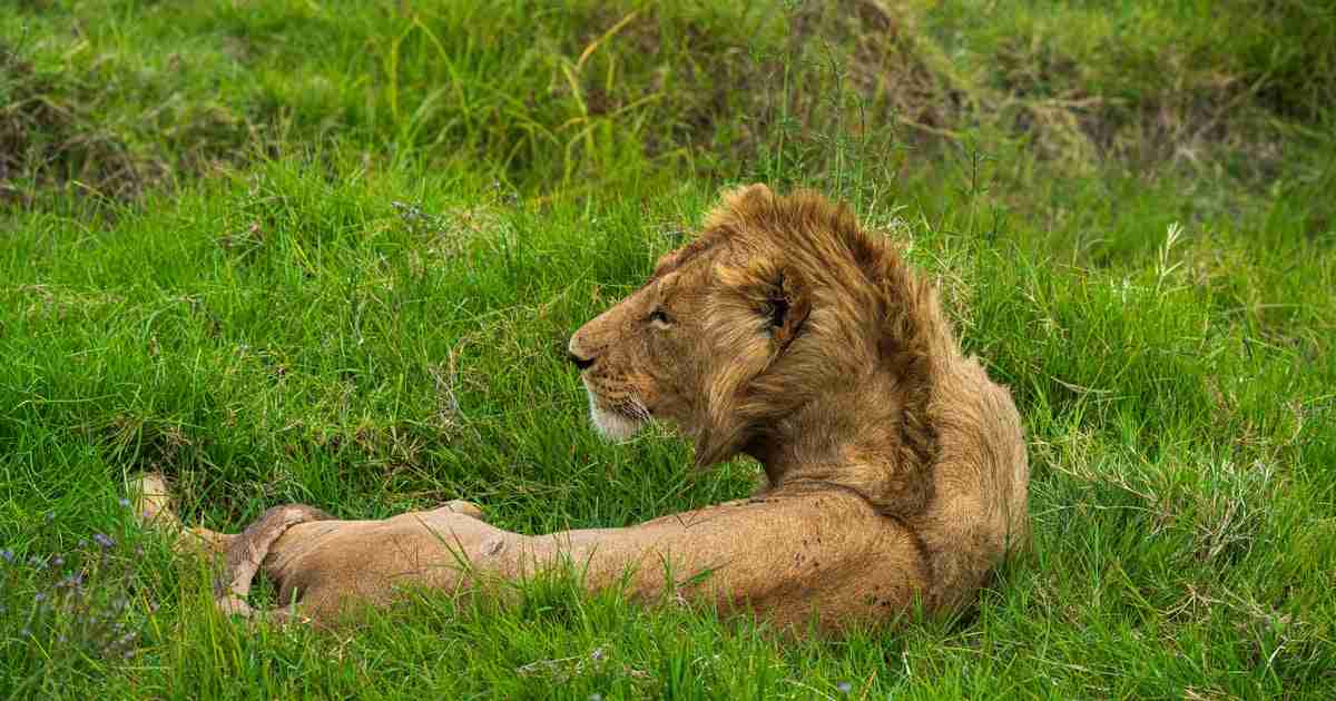 「ライオンが脱走」投稿がネットで拡散⇒毛がたてがみ風に刈られた犬だった　専門家「剃毛は推奨されない」との指摘も | ハフポスト WORLD