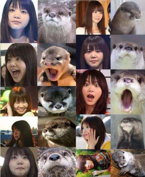 似てると言われた動物