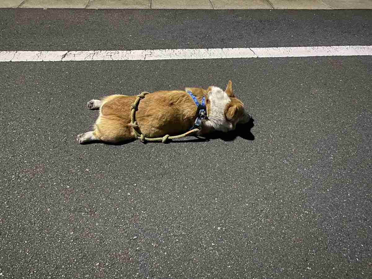 散歩の帰り道で突然力尽きたコーギーに注目集まる⇨「電池切れ」「コーギーあるある」の声