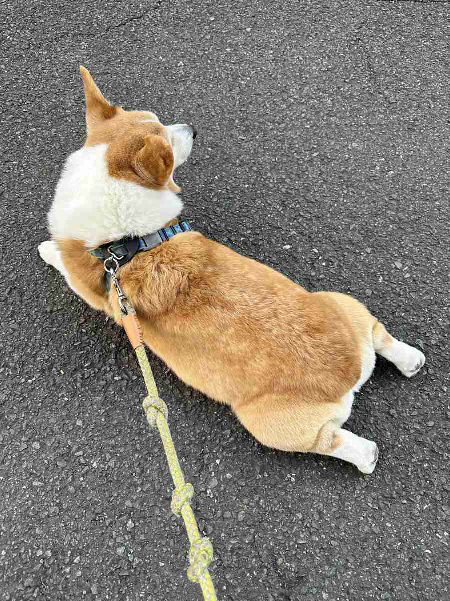 散歩の帰り道で突然力尽きたコーギーに注目集まる⇨「電池切れ」「コーギーあるある」の声