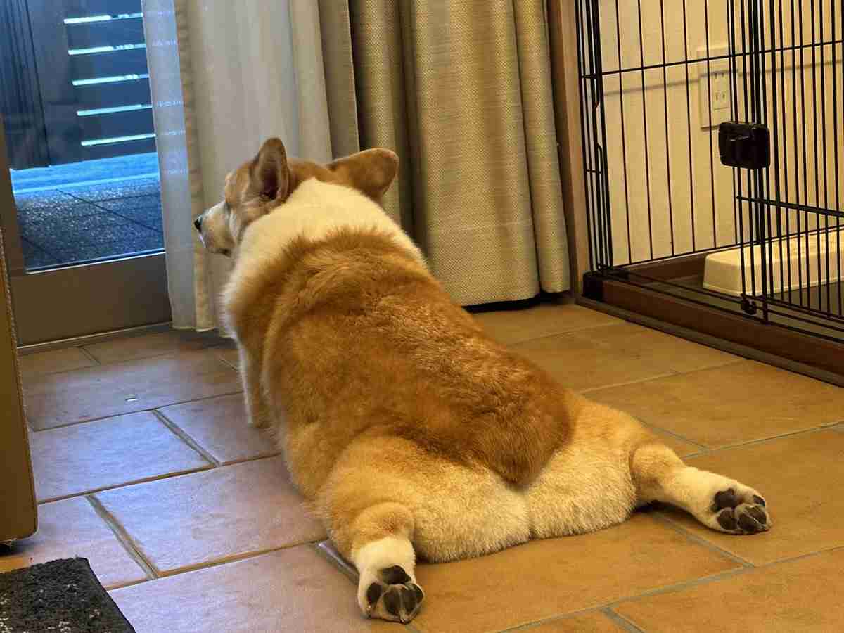 散歩の帰り道で突然力尽きたコーギーに注目集まる⇨「電池切れ」「コーギーあるある」の声