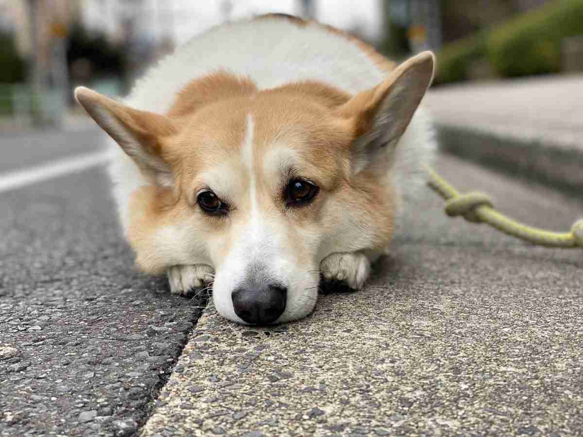 散歩の帰り道で突然力尽きたコーギーに注目集まる⇨「電池切れ」「コーギーあるある」の声