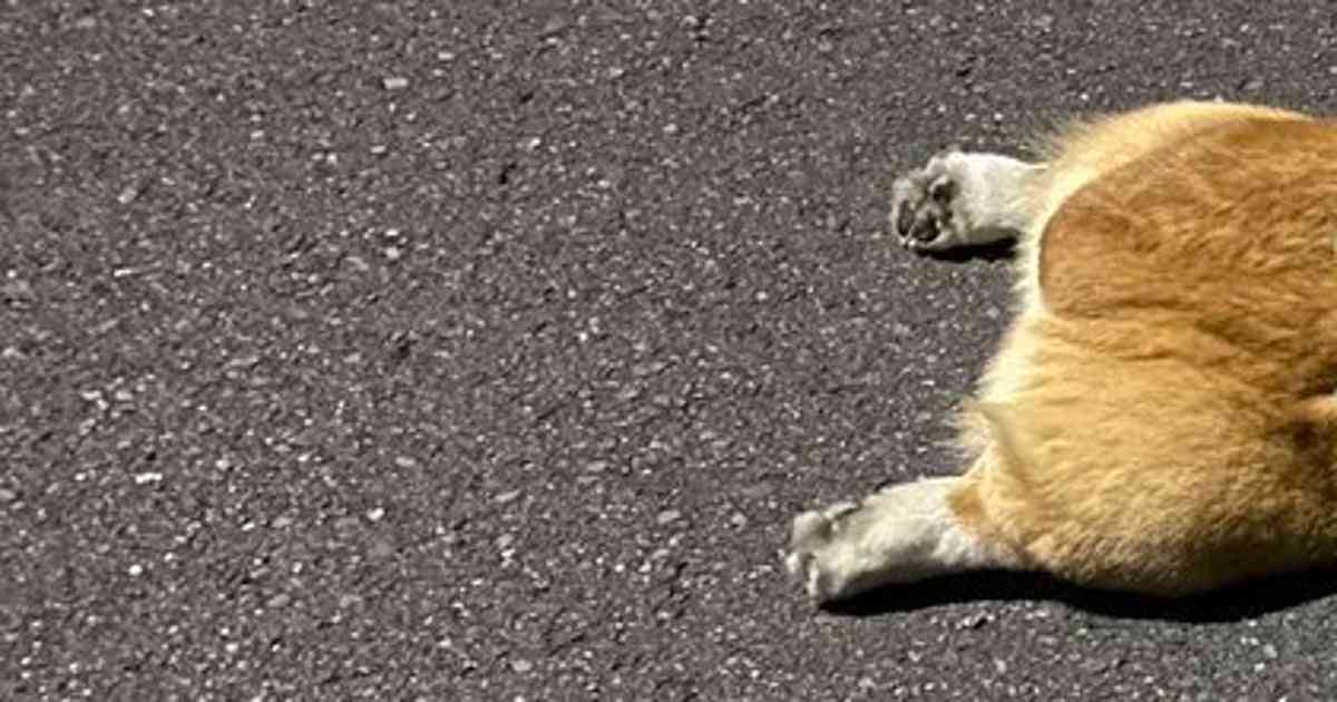 散歩の帰り道で突然力尽きたコーギーに注目集まる⇨「電池切れ」「コーギーあるある」の声 | ハフポスト LIFE