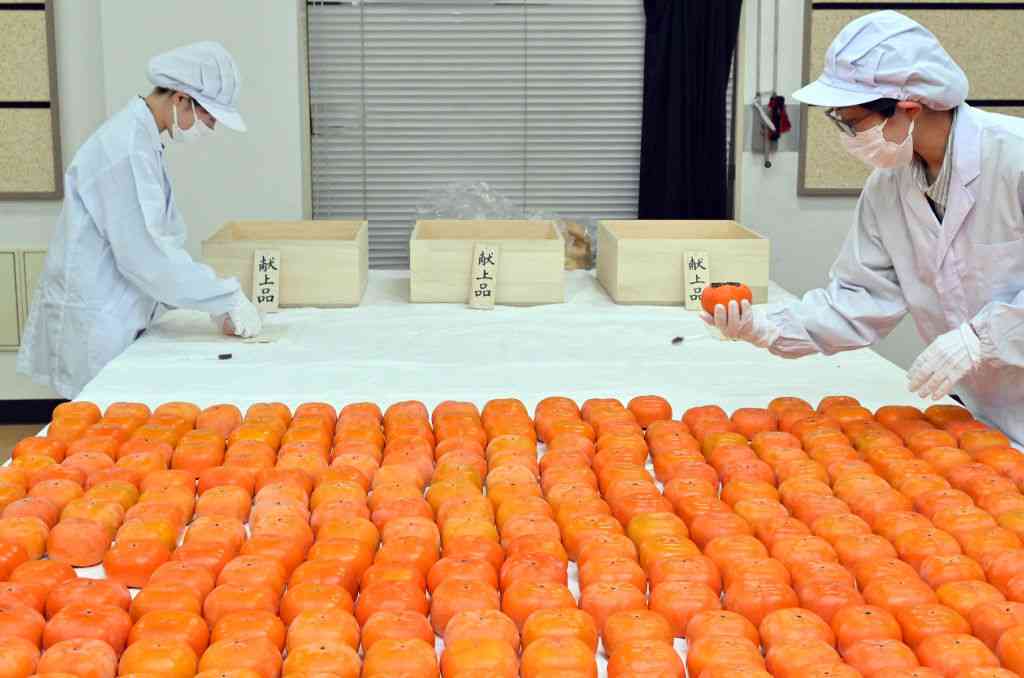 皇室献上「次郎柿」を収穫、丁寧に箱詰め　静岡県森町の職員が160個厳選（静岡新聞DIGITAL） - Yahoo!ニュース