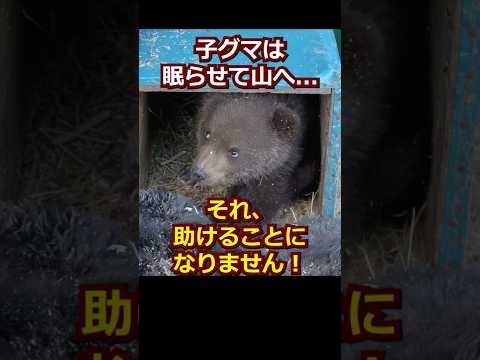 子グマは眠らせて山へ戻そう――それ、助けることになりません！ #動物雑学 #熊 #アニマルショート