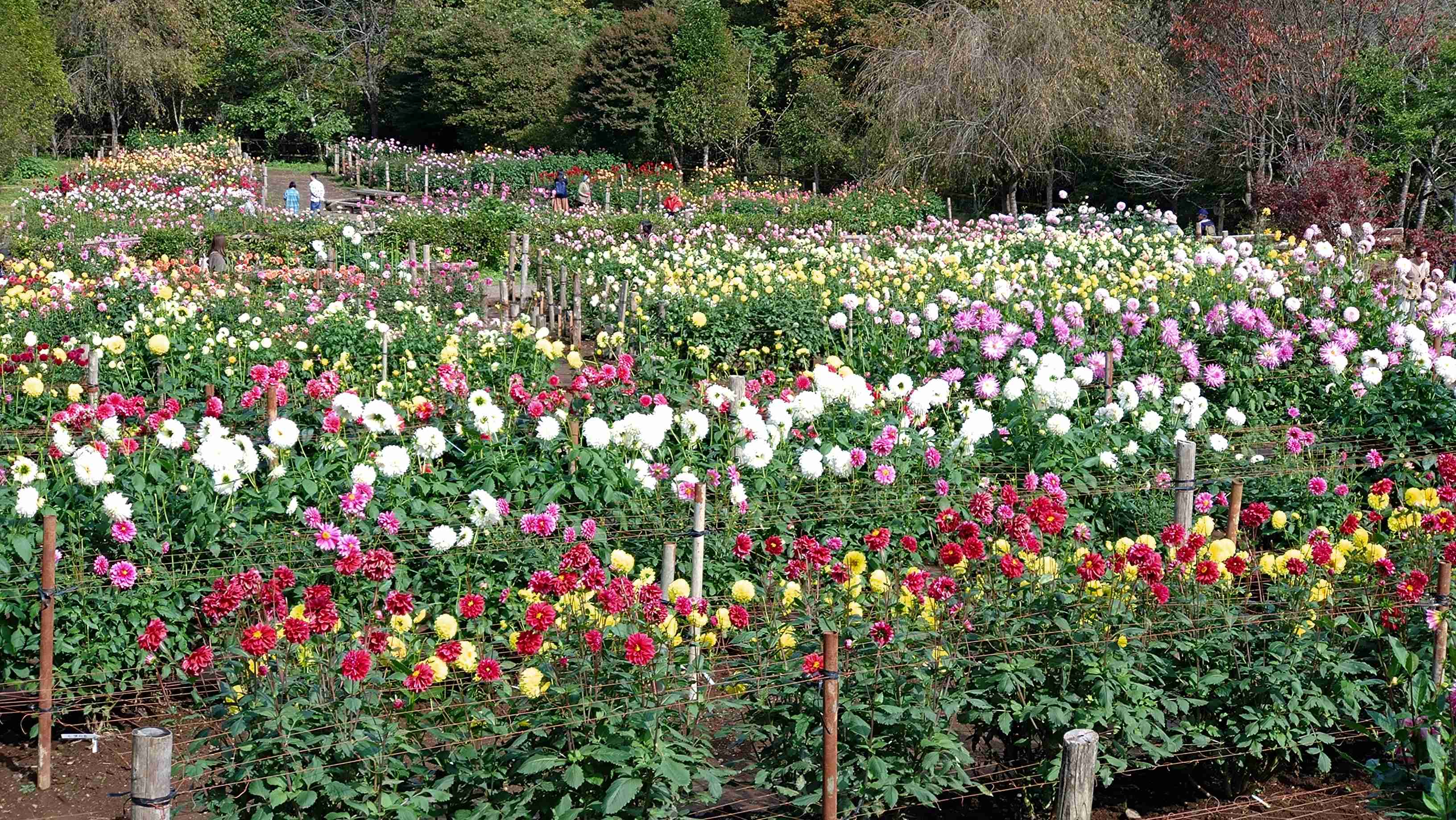 まだ見頃の花スポット