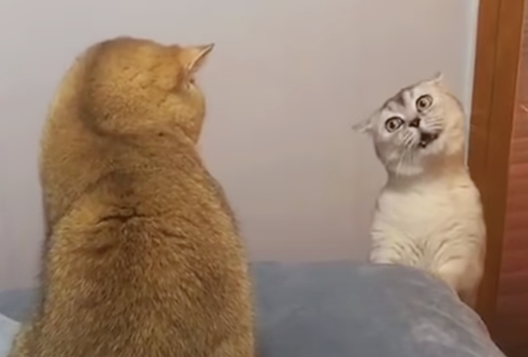 面白い顔の動物を貼るトピ