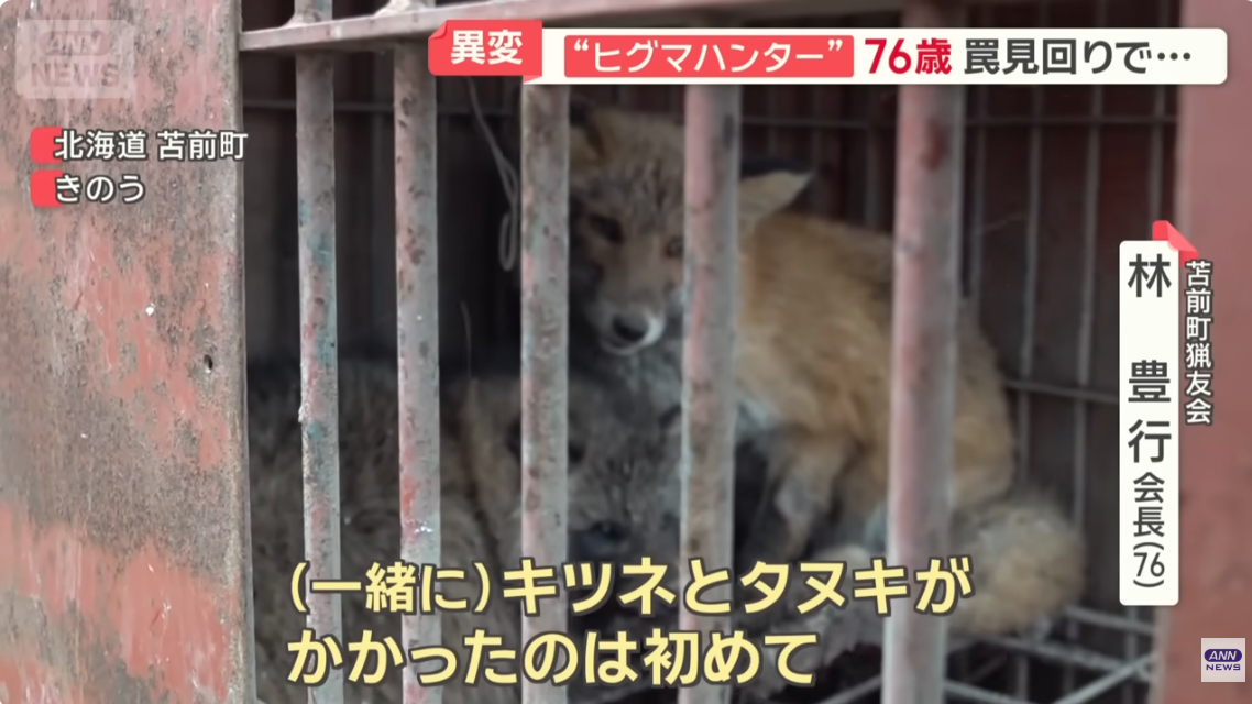 クマ用の箱罠にかかったタヌキとキツネ、罠の中で寄り添い合う→解放しようとしたら…性格の違いに「これでこそタヌキ」の声