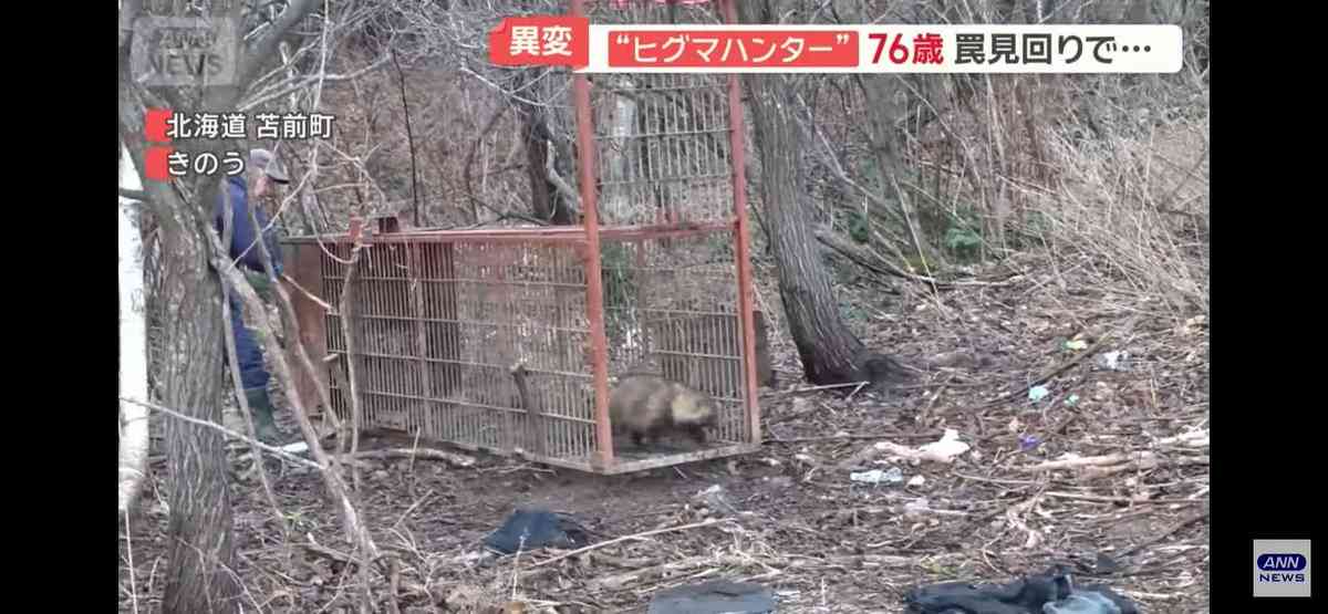 クマ用の箱罠にかかったタヌキとキツネ、罠の中で寄り添い合う→解放しようとしたら…性格の違いに「これでこそタヌキ」の声