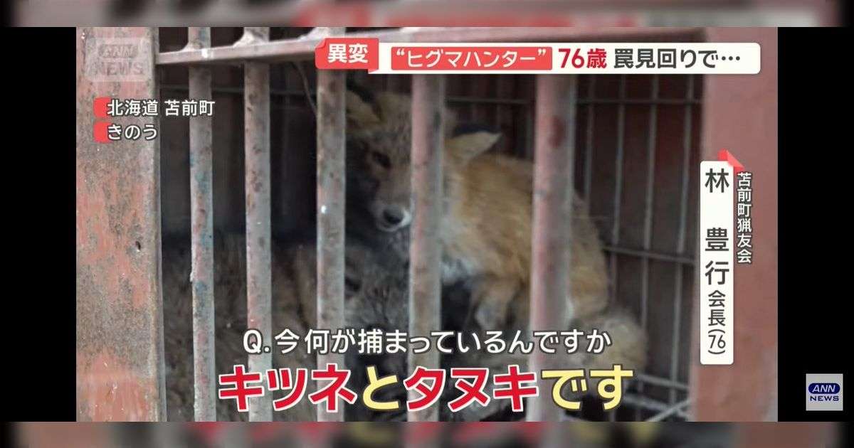 他の動物用の箱罠にうっかりかかったタヌキとキツネを発見→噂に違わぬ性格が動画で見られた「たぬきはもうおしまいです」 - Togetter