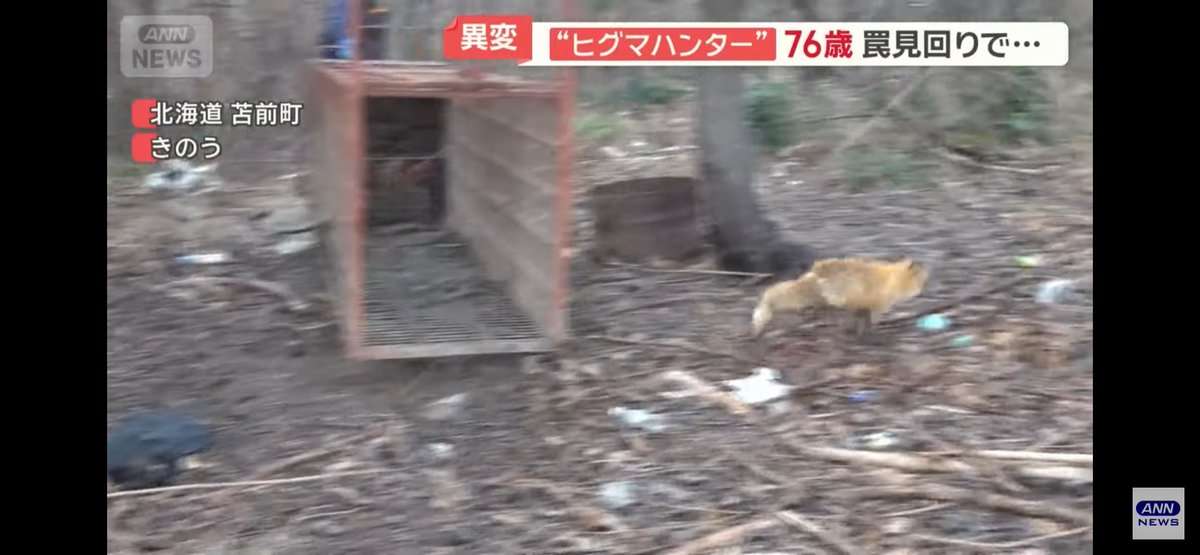 クマ用の箱罠にかかったタヌキとキツネ、罠の中で寄り添い合う→解放しようとしたら…性格の違いに「これでこそタヌキ」の声