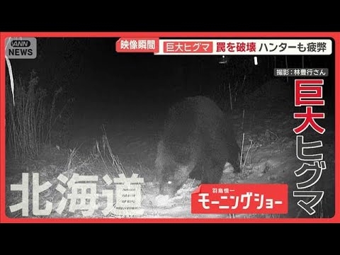 脅威のパワー…巨大ヒグマの異様行動　300kg超わな破壊　度重なる出動でハンター疲弊【羽鳥慎一モーニングショー】(2025年11月18日)