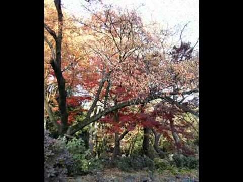 いちょう並木のセレナーデ