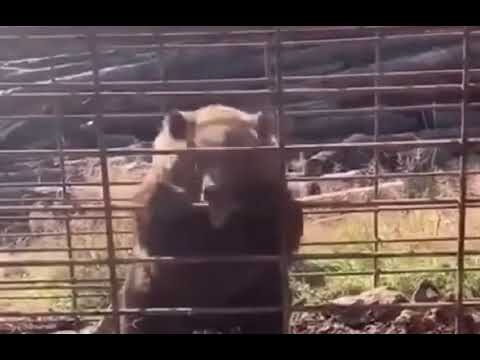 Rage Behind Bars: The Angry Bear