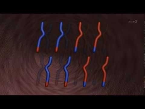 内部被曝による染色体異常