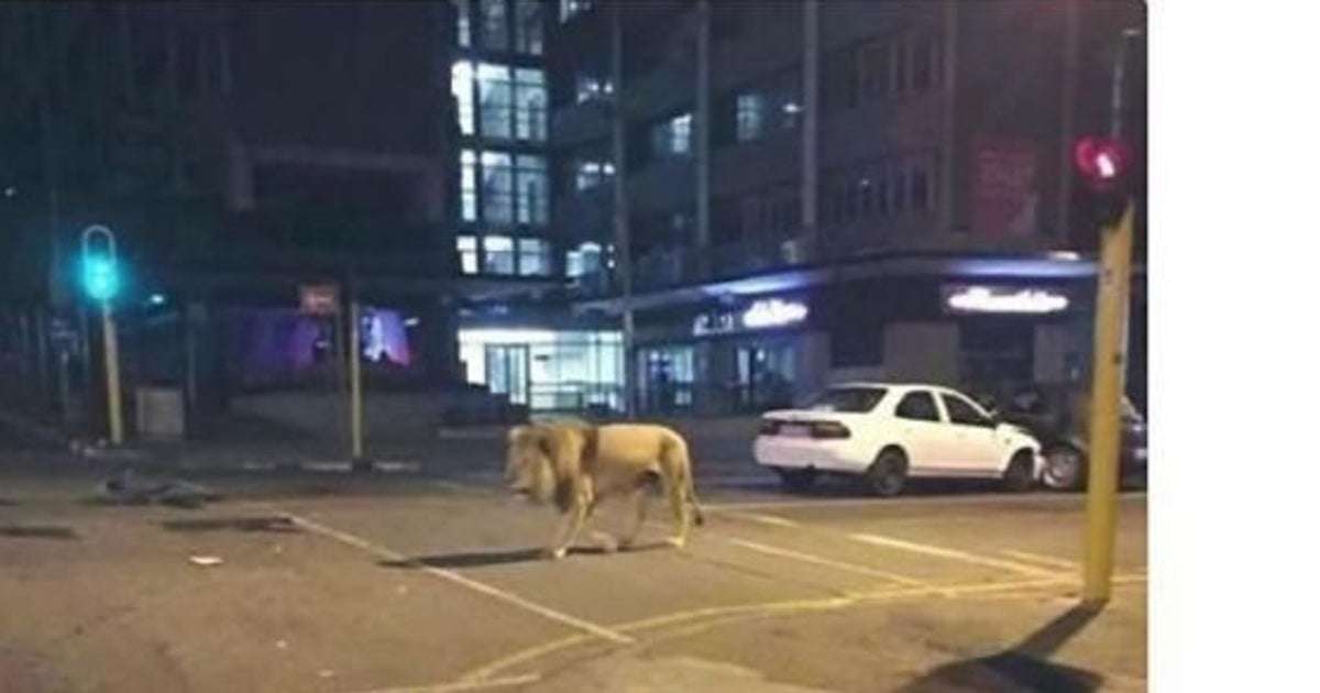 「ライオン逃げた」熊本地震のデマ情報を拡散した疑い　20歳男を逮捕 | ハフポスト NEWS