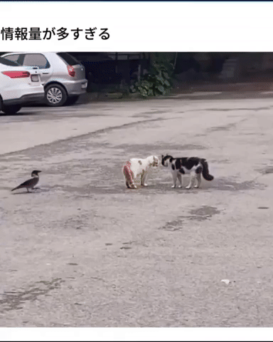 このGIFで笑ったことある人はプラス