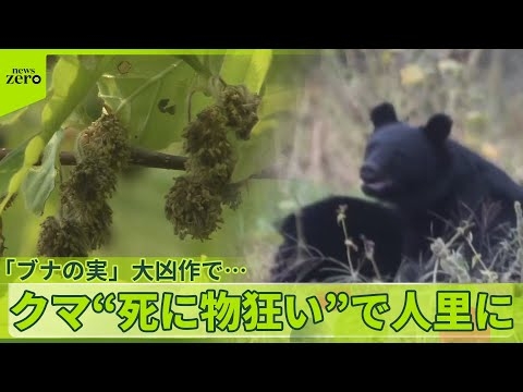 【影響拡大】エサ大凶作でクマ「死に物狂い」 人身被害“7割以上”が人の生活圏で発生