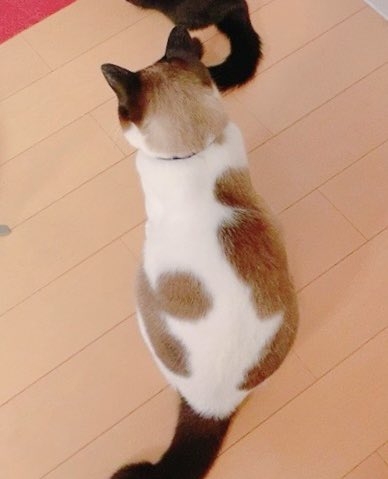 「こんなに変わるんですね!?」保護した真っ白な子猫、成長したら背中に驚きの変化が…352万表示の反響「これはいい焼きちくわ」