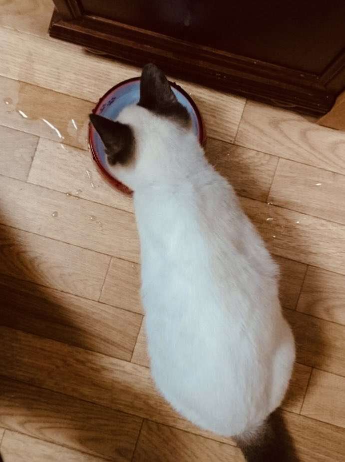 「こんなに変わるんですね!?」保護した真っ白な子猫、成長したら背中に驚きの変化が…352万表示の反響「これはいい焼きちくわ」