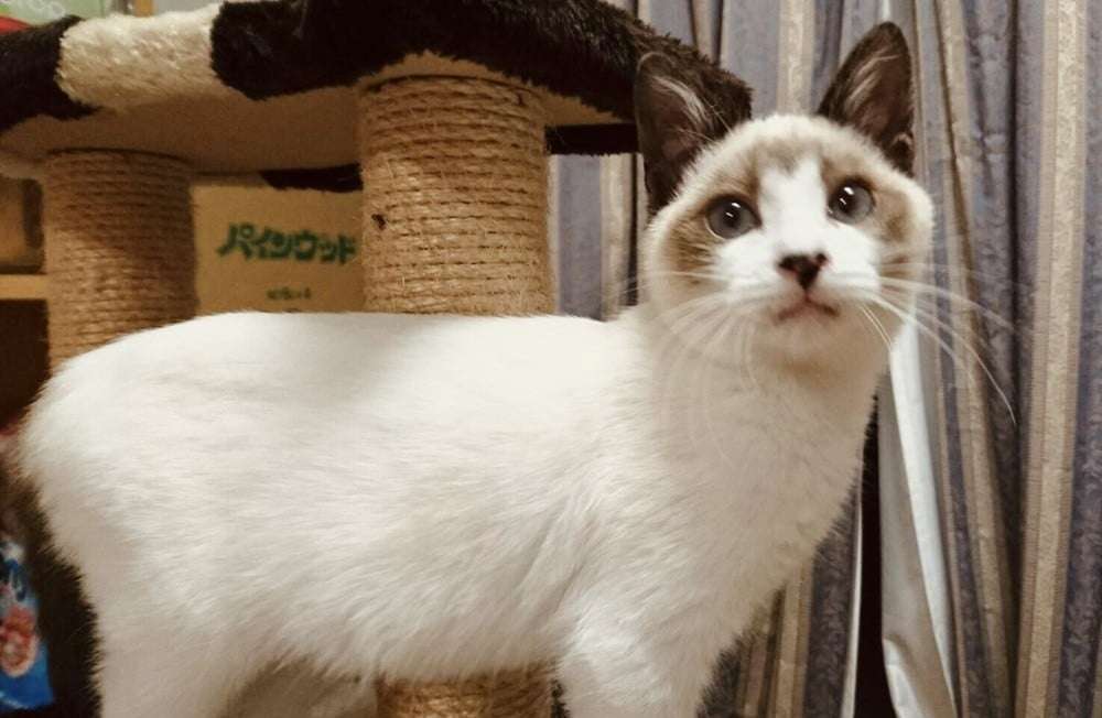 「こんなに変わるんですね!?」保護した真っ白な子猫、成長したら背中に驚きの変化が…352万表示の反響「これはいい焼きちくわ」